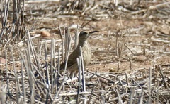 Certhilauda curvirostris brevirostris