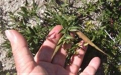 Astephanus triflorus