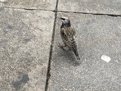 Sturnus vulgaris