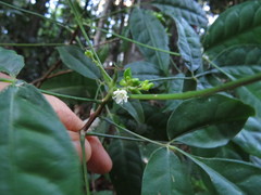 Melicope broadbentiana