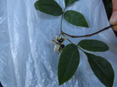 Melicope broadbentiana