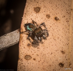 Maratus ottoi