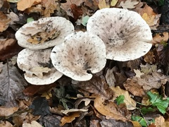 Fungi