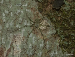 Tamopsis tweedensis