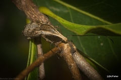 Ancylotropis waterhousei