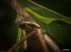 Ancylotropis waterhousei