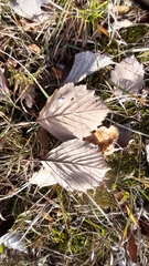 Karpatiosorbus