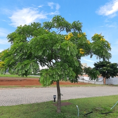 Cassia leptophylla