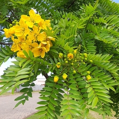 Cassia leptophylla