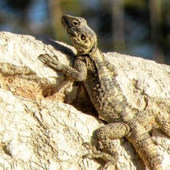 Laudakia stellio stellio