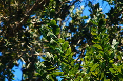 Homalium trichostemon