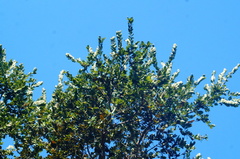 Homalium trichostemon