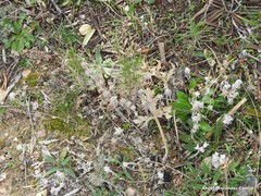 Bombycilaena discolor