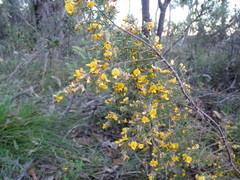 Pultenaea hispidula