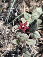 Brachystelma bruceae bruceae