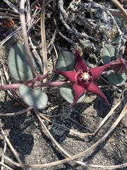 Brachystelma bruceae bruceae