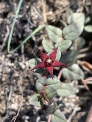 Brachystelma bruceae bruceae