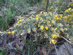 Pultenaea hispidula