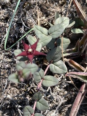 Brachystelma bruceae bruceae