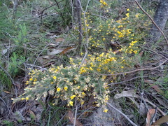 Pultenaea hispidula