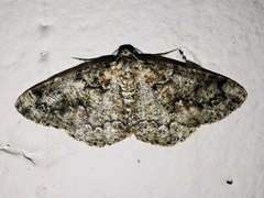 Cleorodes lichenaria