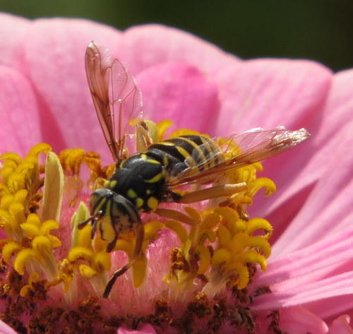 Rocky Mountain Hornet Fly photo 2