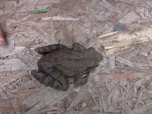 Papurana waliesa observed 2012-11-08