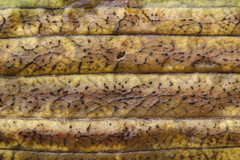 Spilopodia nervisequa