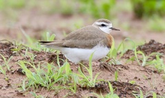 Charadrius asiaticus