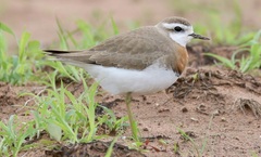 Charadrius asiaticus