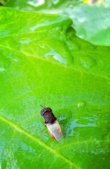 Oplodontha rubrithorax