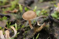 Arrhenia peltigerina