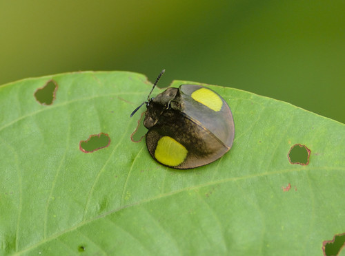 Stolas thoreyi