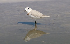 Charadrius pallidus