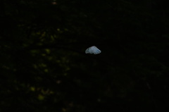 Morpho polyphemus polyphemus