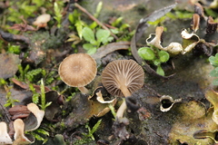 Arrhenia peltigerina