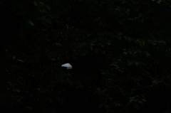 Morpho polyphemus polyphemus