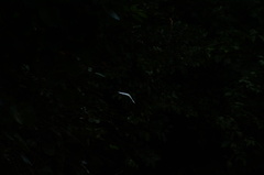 Morpho polyphemus polyphemus