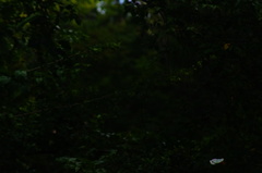 Morpho polyphemus polyphemus