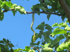 Dendrelaphis macrops