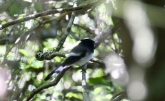 Trochocercus cyanomelas