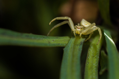 Thomisus onustus