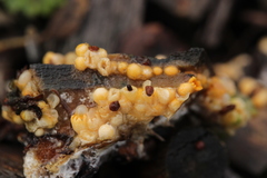 Sphaerobolus stellatus