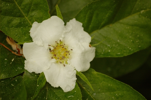 Medlar