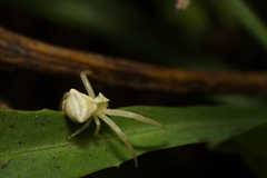 Thomisus onustus