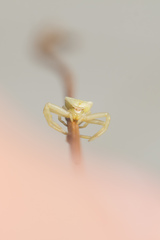 Thomisus onustus