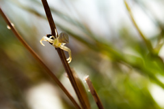 Thomisus onustus