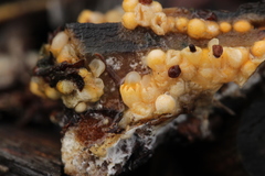 Sphaerobolus stellatus