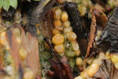 Sphaerobolus stellatus