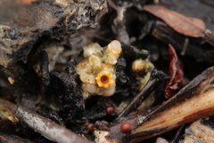 Sphaerobolus stellatus